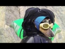 World's First Wingsuit BASE Jumping Dog