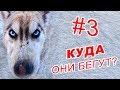 Берингия 2019 \ ПОДГОТОВКА \ ПЕРВЫЕ ПРОБЛЕМЫ  #3