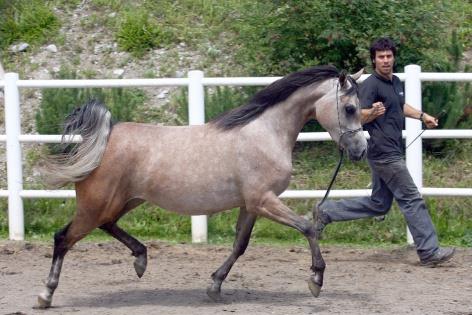 Олимпийский чемпион Сочи-2014 в специальном слаломе занялся коневодством