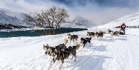 Во французском Межеве пройдет гонка на собачьих упряжках 