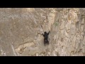 Rock Climbing Bears